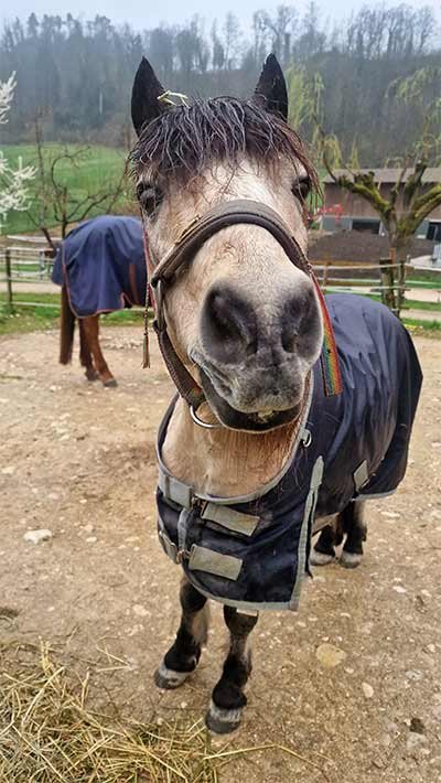 Close-up of a muddy, wet horse wearing a dark blue rain blanket and a rainbow halter strap, standing in a barnyard on a rainy day with hay on its nose and ears.